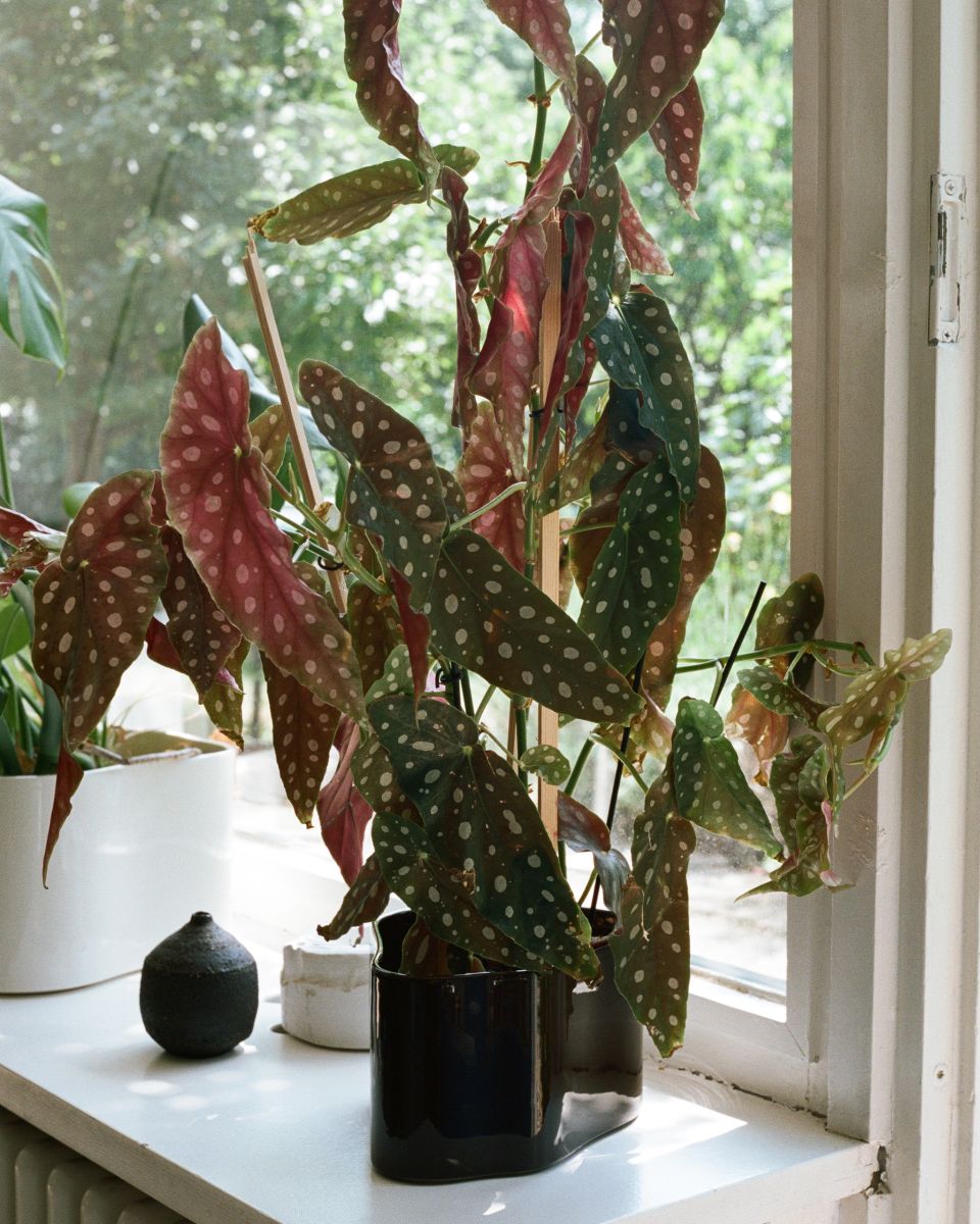 Riihitie Plant Pot A花瓶